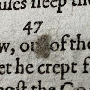 An image of a ball of fluff on a page of text from an early modern book