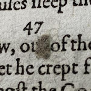 Sediment of Reading An image of a ball of fluff on a page of text from an early modern book